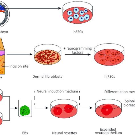 Generation Of Cerebral Organoids A Cellular Sources Of Hpscs For