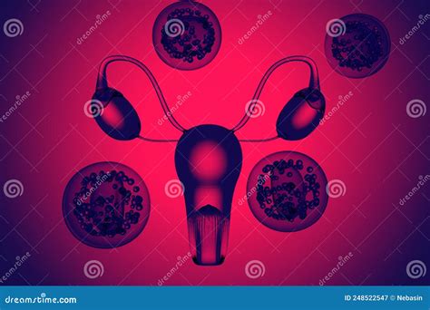 Women`s Health Gynecology Concept Female Internal Organs Uterus And