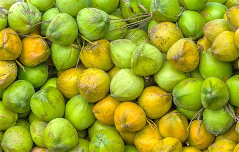 Fresh Florida Young Coconuts Shop