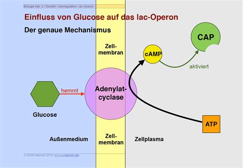 Biologie Unterricht Digitale Folien Genetik Lac Operon