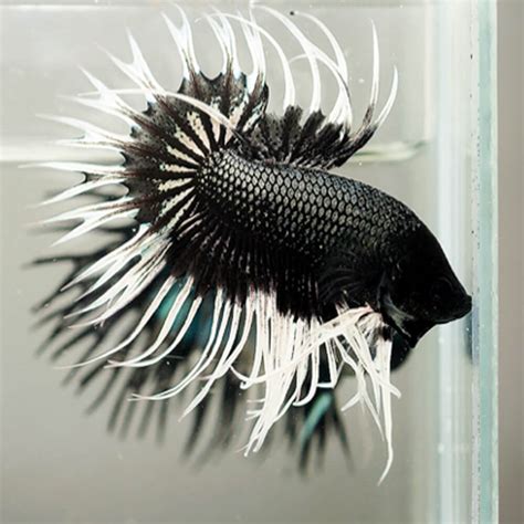 Aquarium Central Betta Siamese Fighting Fish Premium Lavender