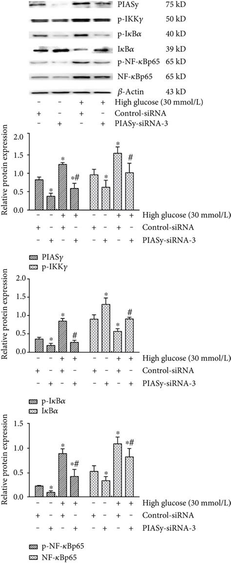 High Glucose Mediated Activation Of Nf κb Inflammatory Signaling Was