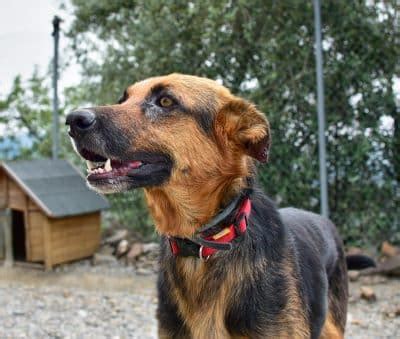 Os Cachorros Mais Perigosos E Bravos Do Mundo