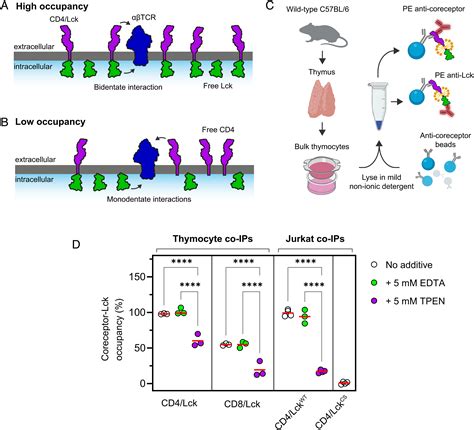 The Kinase Occupancy Of T Cell Coreceptors Reconsidered PNAS