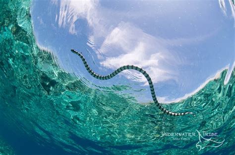 Featured Underwater Photographer Mike Veitch Mozaik UW Sea Krait