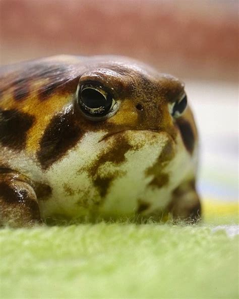 パンパムーニー On Instagram Posted On Youtube Title Is Rain Frogs