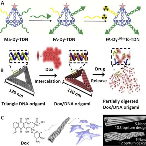 Pdf Dynamic Dna Nanostructures In Biomedicine Beauty Utility And Limits