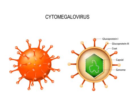 Cytomegalovirus CMV Infection STD GOV Blog