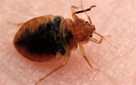 Blog What To Do About Bed Bugs In Your Daphne Home