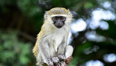 Vervet Monkey Facts, Diet, Pictures and All Information