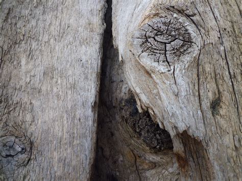 Banco De Imagens árvore Natureza Rocha Ramo Plantar Madeira