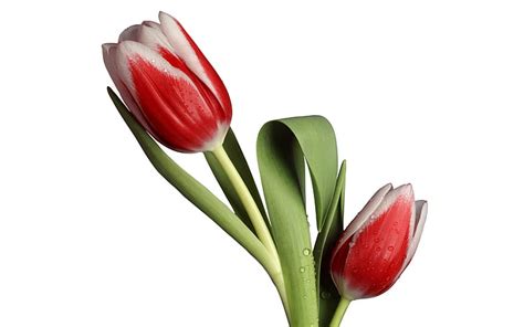 Hd Wallpaper Tulip Model Red And White Tulips Wallpaper Flare