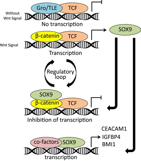 The Dose Dependent Effect Of Sox And Its Incidence In Colorectal