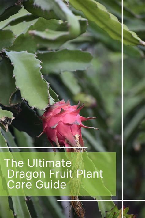 The Ultimate Dragon Fruit Plant Care Guide In 2024 Dragon Fruit Plant