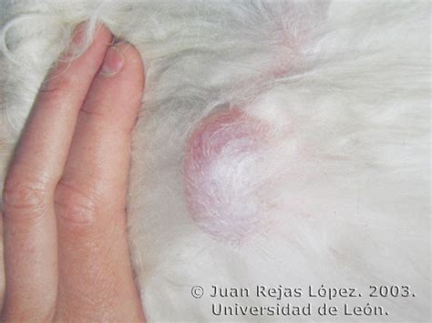 Dermatolog A Cl Nica Veterinaria