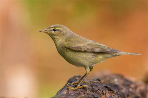 Willow Warbler Bird Facts Phylloscopus Trochilus