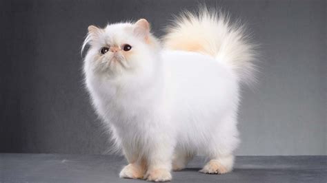Razas De Gatos Cuáles Debes Conocer Cacttus