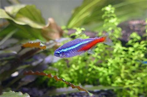 15 Peces De Agua Dulce Para Acuario Tipos Nombres Y Fotos