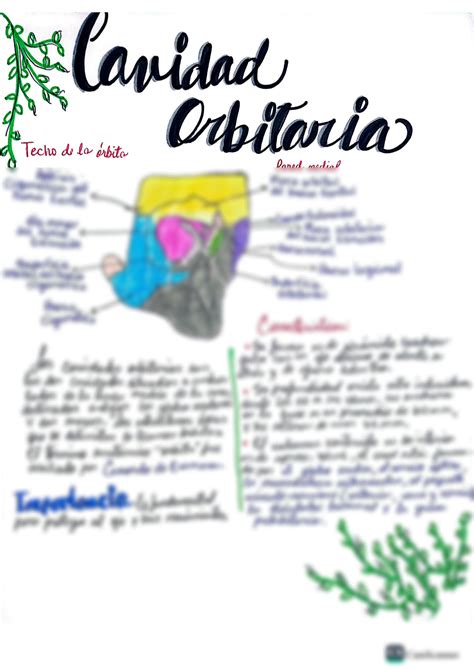 Solution Apuntes De Anatom A Y Fisiolog A Humana Cavidad Orbitaria