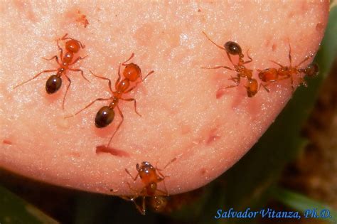 Hymenoptera Formicidae Solenopsis Xyloni Southern Fire Ant G Urban Programs El Paso County