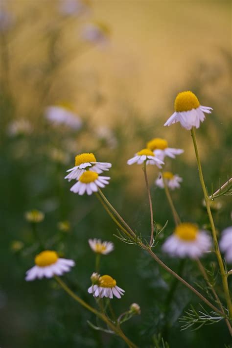 Chamomile Camomile Flowers - Free photo on Pixabay - Pixabay