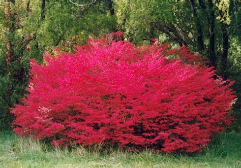 Euonymus Alatus Compactus Dwarf Burning Bush Jim Whiting Nursery