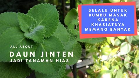 Manfaat Daun Jintan Dan Cara Memperbanyaknya Herbal Kebuncilik YouTube