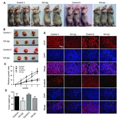 Ga Reduced The Tumor Growth Of Hcc Cells In Vivo Hepg Cells Were