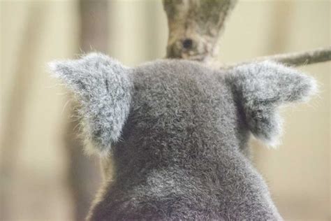 【フォトジェニックなカメラ女子旅】ベビーラッシュの動物園でふわもこの赤ちゃんアニマルに癒されよう｜るるぶandmore