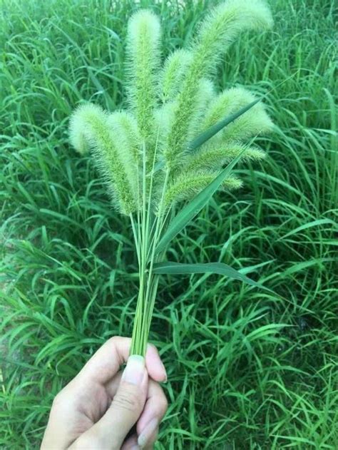 農村常見的「狗尾巴草」，見過的人很多，了解它「價值」的不多 每日頭條