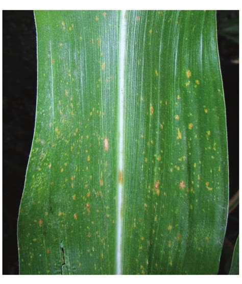 一、玉米真菌病害（maize Diseases Caused By Fungus）植保专题库