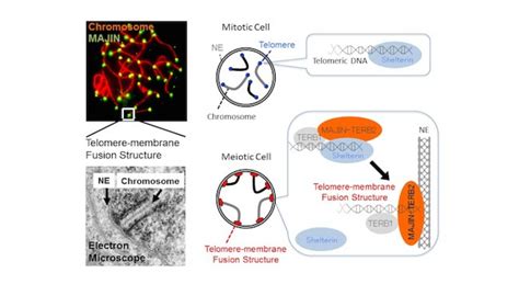 Two Telomere Binding Proteins That Regulate Sex Cell Division Asian Scientist Magazine