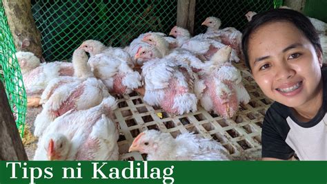 Paano Mag Alaga Ng 45 Days Manok Broiler Chicken Mga Tips Para