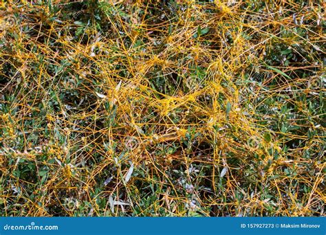 Dodder Genus Cuscuta Is The Parasite Wraps Stock Image Image Of