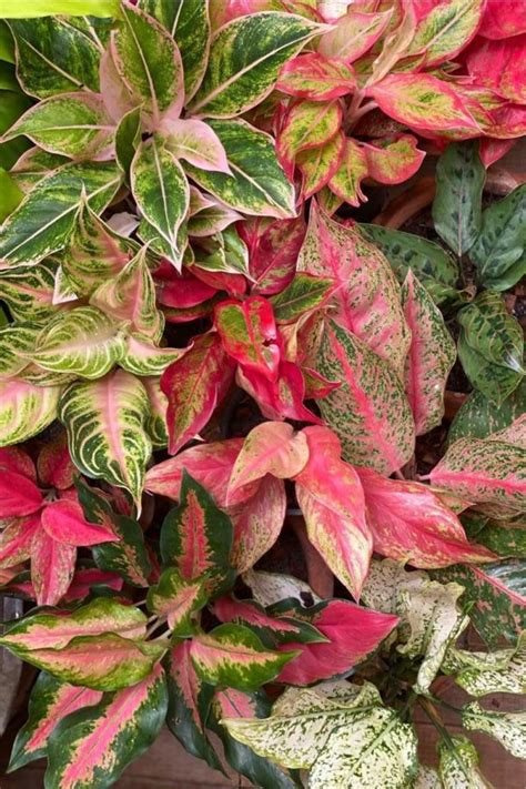 Aglaonema Care Guide: A Low Maintenance House Plant - Growfully