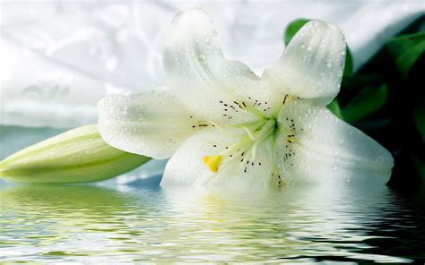 Lily Wallpaper For Desktop 55 Images