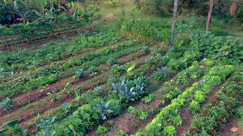 Por Dentro Da Produção De Hortaliças Orgânicas Canal Do Horticultor