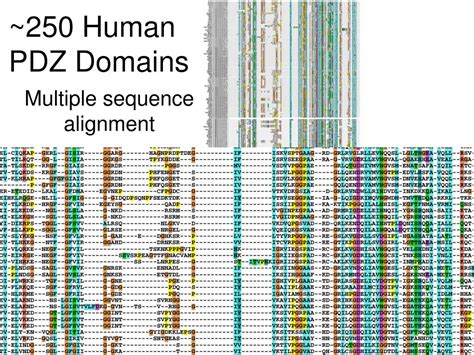 PPT Predicting PDZ Domain Protein Protein Interactions From The