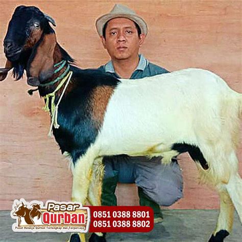 Wa 0851 0388 8801 Harga Kambing Qurban 2023 Di Surabaya By Harga Hewan