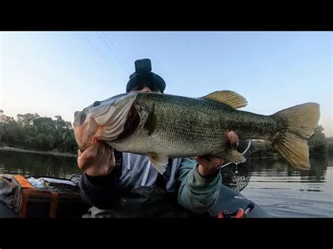 Fishing Topwater Frogs For Giant Bass YouTube