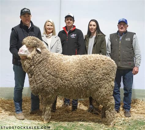 Sires Collinsville Stud Merinos