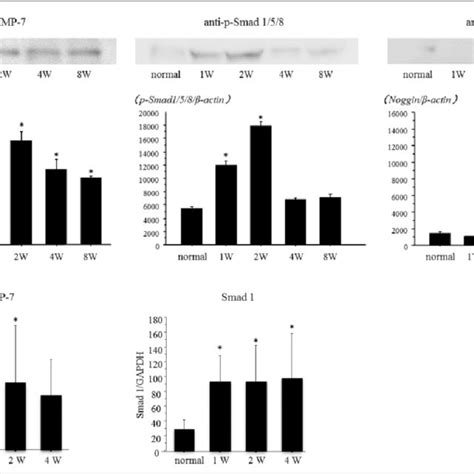 A Western Blot Analysis Of Bmp 7 P Smad1 5 8 And Noggin In The Download Scientific Diagram