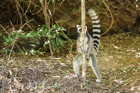 Madagascar Endemic Ring Tailed Strepsirrhini Lemur Catta In Natural