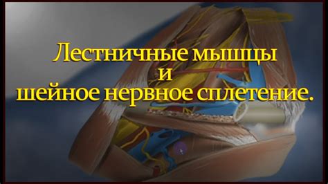 Лестничные мышцы и шейное нервное сплетение - YouTube