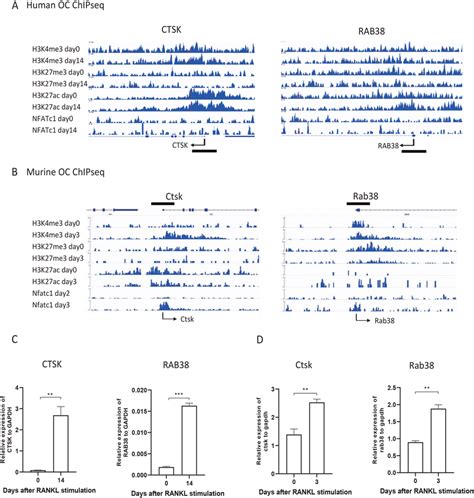 Chipseq Profiling Of Human And Murine Osteoclast Precursors And Mature