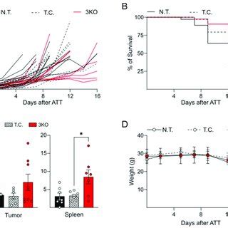 Effect Of Ko Ot Cd Adoptive T Cell Transfer Att On B Tumor