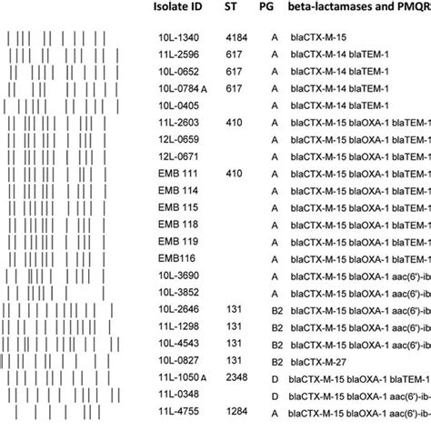 Dendrogram Showing Cluster Analysis Of Xbai Pfge Patterns Of