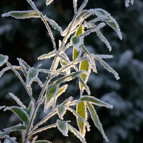 Comment protéger les plantes du froid soudain 5 bons gestes et