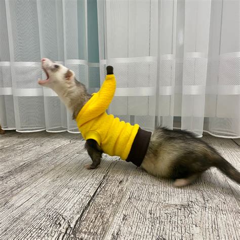 Ferrets In Costumes