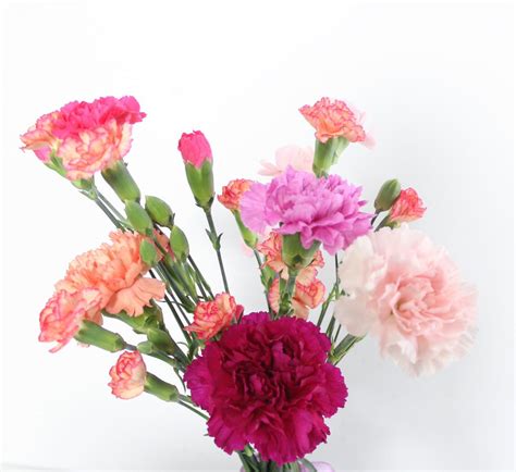 Flowers For Mom Why Carnations Are Perfect For Mothers Day Jardin